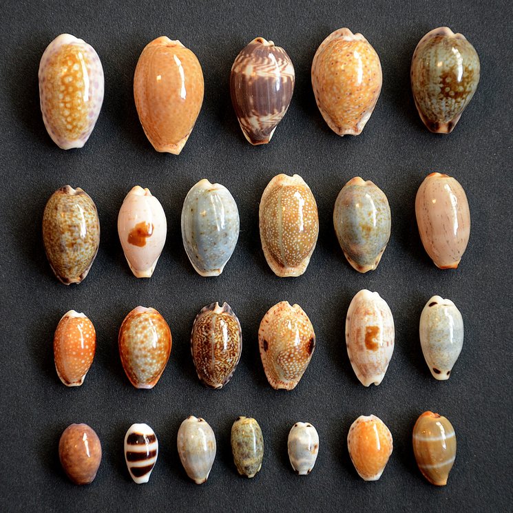 Shells